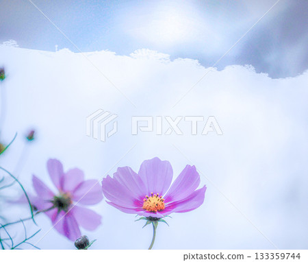 兩朵粉紅色的波斯菊在朵朵白雲的襯托下盛開。 133359744