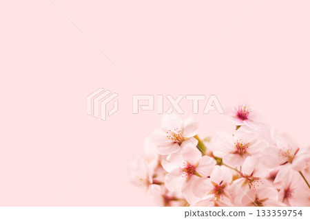 櫻花 133359754