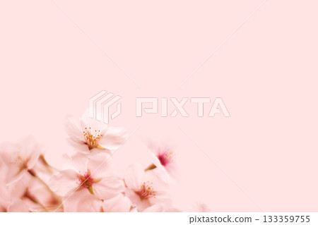 櫻花 133359755