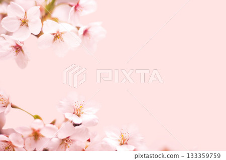 櫻花 133359759