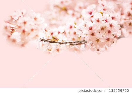 櫻花 133359760