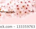 Cherry Blossom	 133359763