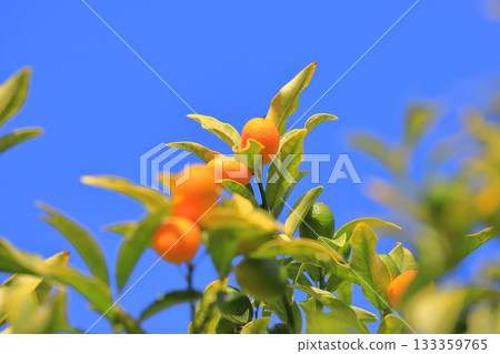 Orange-colored kumquats Orange-colored kumquats 133359765