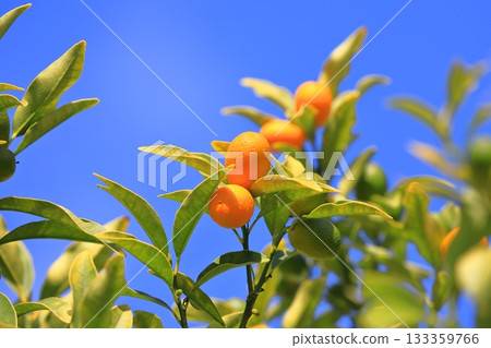 橘色金橘 133359766