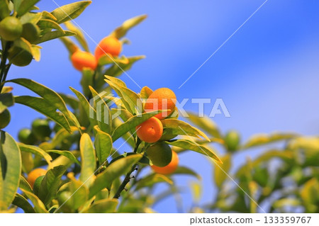 橘色金橘 133359767