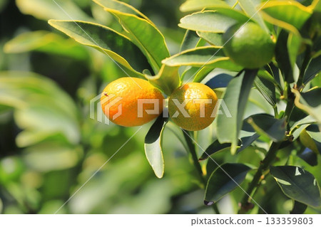 Kumquats starting to change color from green to orange Kumquats starting to change color from green to orange 133359803
