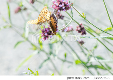 兩隻印度蛺蝶正在吸食馬鞭草花的花蜜。 133359820