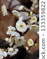 white plum blossom 133359822