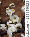 white plum blossom 133359823