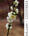 white plum blossom 133359824