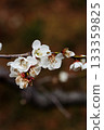 white plum blossom 133359825