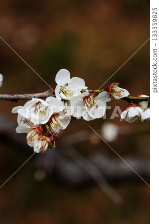 white plum blossom white plum blossom 133359825