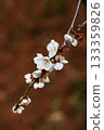 white plum blossom 133359826