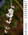 white plum blossom 133359827