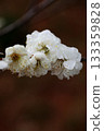 white plum blossom 133359828