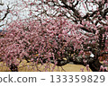 Plum blossom  133359829