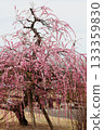 Plum blossom  133359830