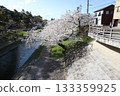 Cherry blossoms along the river 133359925