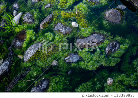一個被水綿環繞的岩石池塘 一個被水綿環繞的岩石池塘 133359953