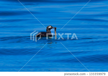 The spectacled guillemot is a seabird with distinctive red legs that can only be found in the waters off the coast of Japan, such as Hokkaido. 133359979