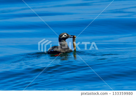 眼鏡海鳩是一種有著獨特紅色腿的海鳥，只能在日本沿海水域（如北海道）找到。 133359980