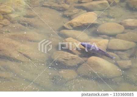 在岡山縣新見市金谷町川本水壩附近的本鄉川中發現一條黑鯉魚 133360085