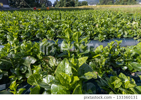 早安…… 133360131