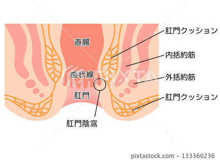 肛門的結構:直腸和肛門的橫切面 肛門的結構:直腸和肛門的橫切面 133360236