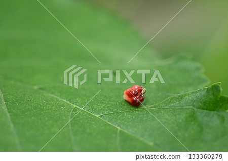 Fresh mulberries picked straight from the tree Fresh mulberries picked straight from the tree 133360279