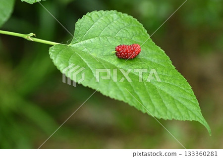 Fresh mulberries picked straight from the tree 133360281
