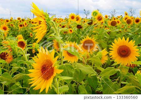 Sunflower Hill Park 133360560