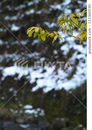 永平寺河畔，積雪未消，中國樹葉隨風搖曳。 133360590