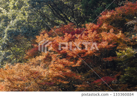 Autumn image: Autumn leaves in the valley 133360884