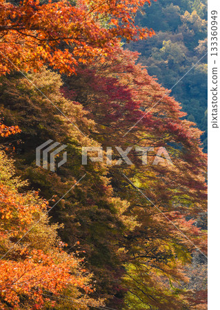 秋景：山谷中的秋葉 133360949
