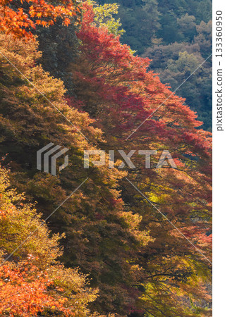 Autumn image: Autumn leaves in the valley Autumn image: Autumn leaves in the valley 133360950