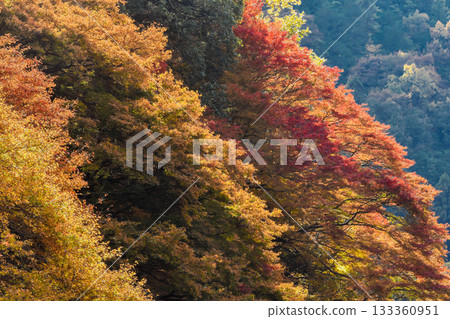 秋景:山谷中的秋葉 秋景:山谷中的秋葉 133360951