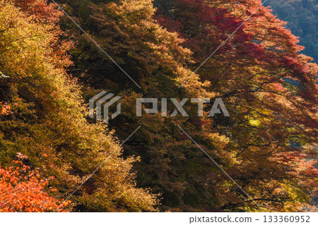 秋景：山谷中的秋葉 133360952