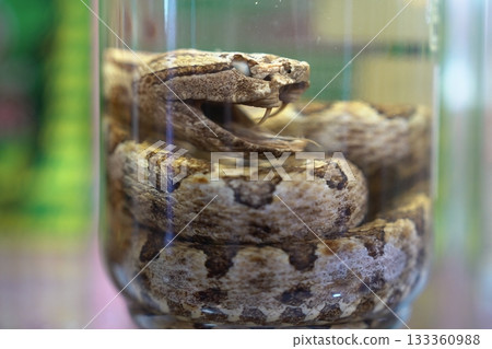 石垣島的經典伴手禮：波布清酒，酒瓶上印著一條張著大嘴、面目猙獰的波布蛇。 133360988