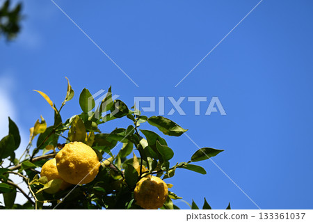 Yuzu and the blue sky of late autumn 133361037