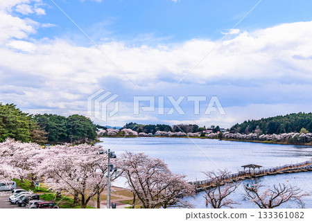 春日櫻花盛開,藍天白雲,漫步在宮城縣平等沼 春日櫻花盛開,藍天白雲,漫步在宮城縣平等沼 133361082