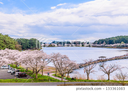 春日櫻花盛開,藍天白雲,漫步在宮城縣平等沼 春日櫻花盛開,藍天白雲,漫步在宮城縣平等沼 133361083