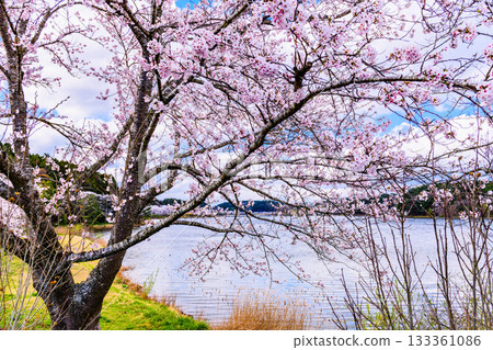 春日櫻花盛開，藍天白雲，漫步在宮城縣平等沼 133361086