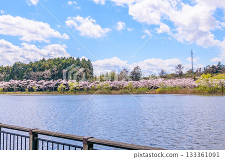 春日櫻花盛開,藍天白雲,漫步在宮城縣平等沼 春日櫻花盛開,藍天白雲,漫步在宮城縣平等沼 133361091