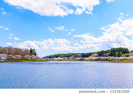 春日櫻花盛開，藍天白雲，漫步在宮城縣平等沼 133361095