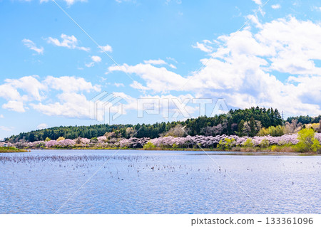 Spring cherry blossoms and blue skies, walking around Byodo Numa in Miyagi Prefecture Spring cherry blossoms and blue skies, walking around Byodo Numa in Miyagi Prefecture 133361096
