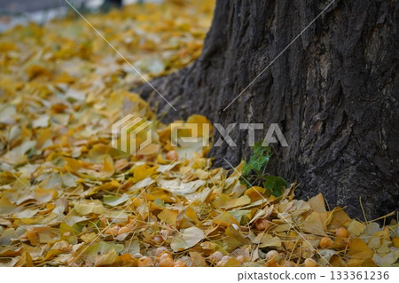 Texture of ginkgo trees and fallen leaves in autumn 133361236
