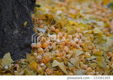 Texture of ginkgo trees and fallen leaves in autumn 133361305