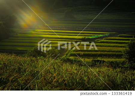 Rays of light falling on rice terraces 133361419