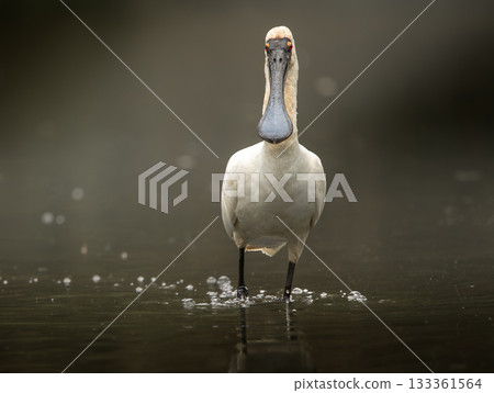 Royal Spoonbill Bird 133361564