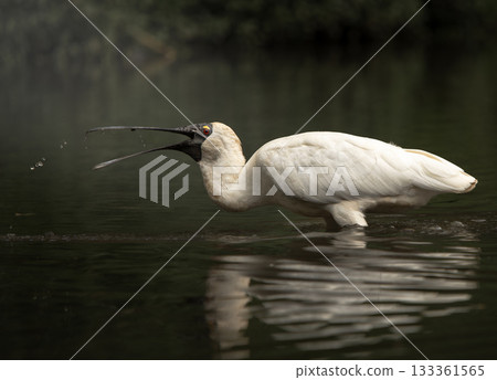 Royal Spoonbill Bird 133361565
